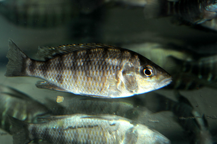 Gnathochromis pfefferi