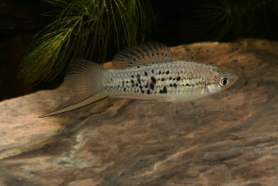 Xiphophorus nezahualcoyotl Poeciliidae