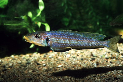 Xenotilapia sp. Kilesa Cichlidae