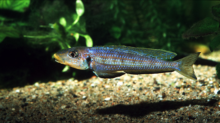 Xenotilapia sp. Kilesa