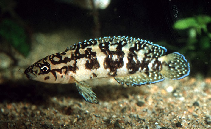 Julidochromis sp. Gombi