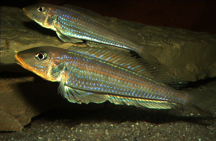 Xenotilapia sp. Kilesa