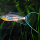 picture of Benthochromis tricoti