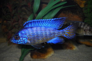 Aulonocara koningsi
