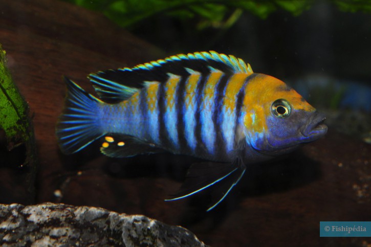 Cynotilapia zebroides