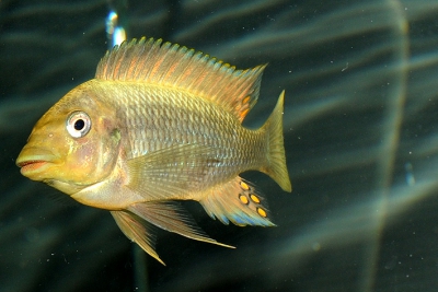 Petrochromis paucispinis Cichlidae