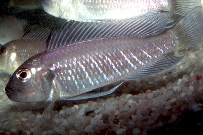 Triglachromis otostigma Cichlidae