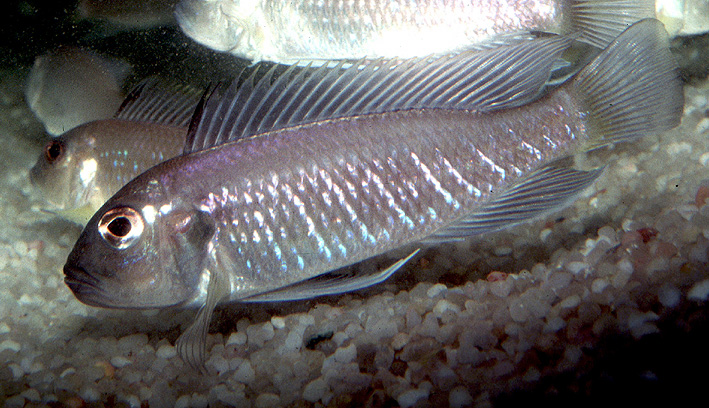 Triglachromis otostigma