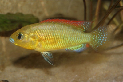 Pseudocrenilabrus victoriae Cichlidae