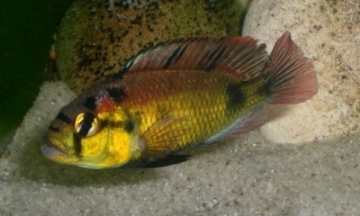Haplochromis aeneocolor Cichlidae