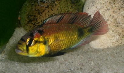 Haplochromis aeneocolor