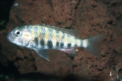 Simochromis babaulti Cichlidae