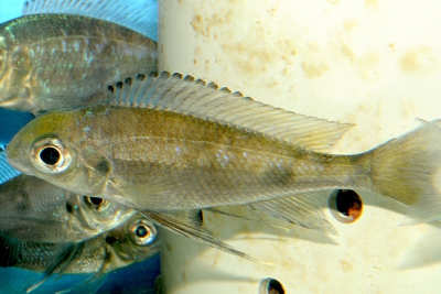 Ophthalmotilapia boops Cichlidae