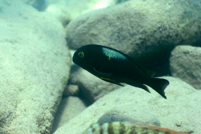 Brichardi Cichlidae
