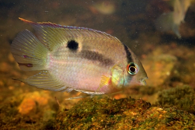 Cleithracara maronii Cichlidae