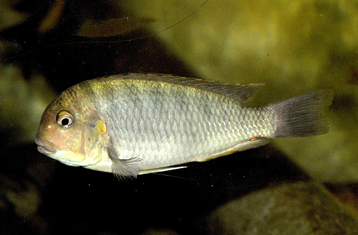 Pseudosimochromis curvifrons