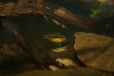 Apistogramma wapisana Cichlidae