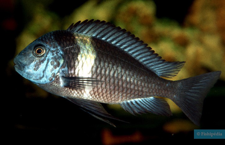 Tropheus duboisi