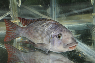 Petrochromis famula Cichlidae