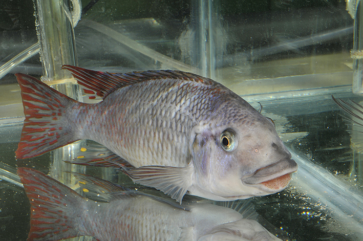 Petrochromis famula