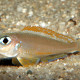 picture of Xenotilapia flavipinnis