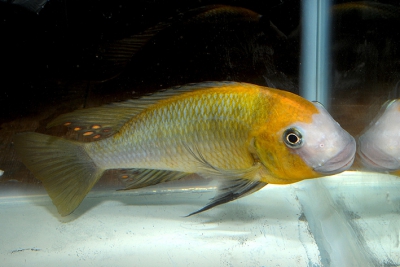 Petrochromis macrognathus Cichlidae