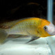 picture of Petrochromis macrognathus