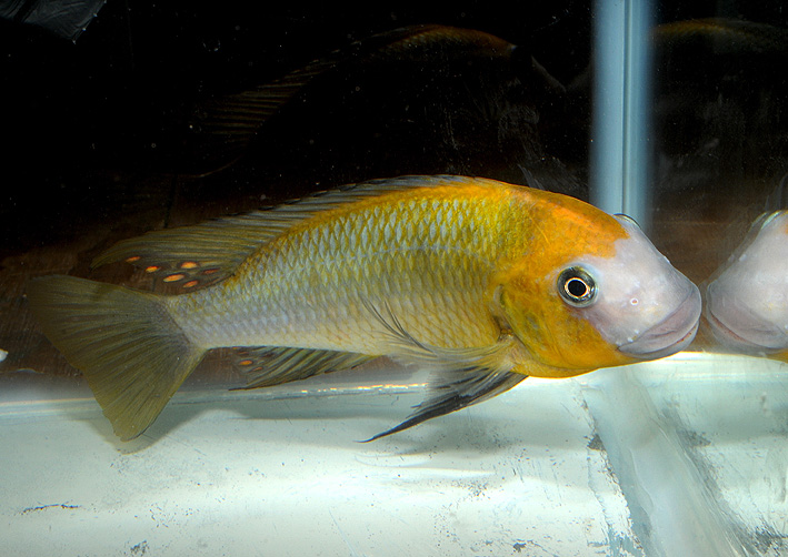 Petrochromis macrognathus