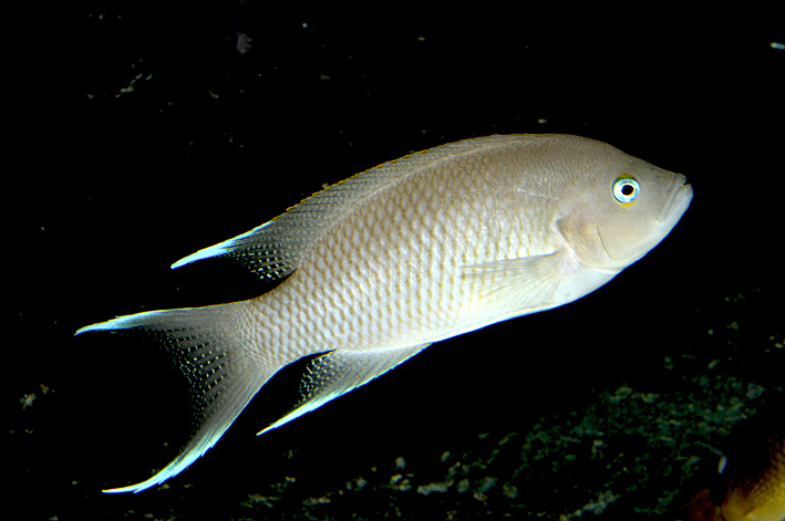 Neolamprologus marunguensis