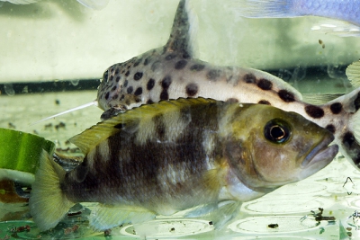 Neolamprologus meeli Cichlidae