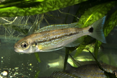 Plecodus paradoxus Cichlidae