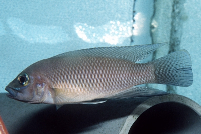 Neolamprologus modestus Cichlidae