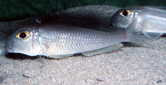 Xenotilapia sima