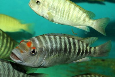 Petrochromis fasciolatus Cichlidae