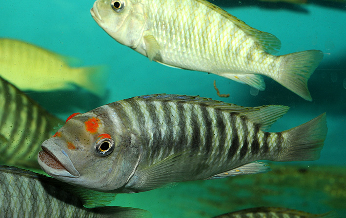 Petrochromis fasciolatus