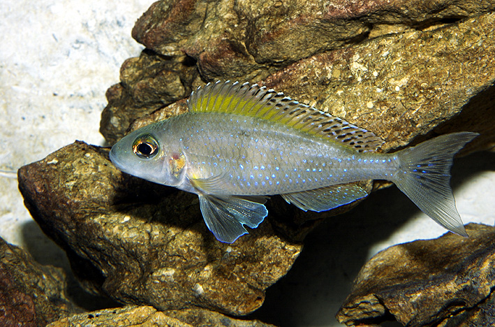 Xenotilapia spiloptera