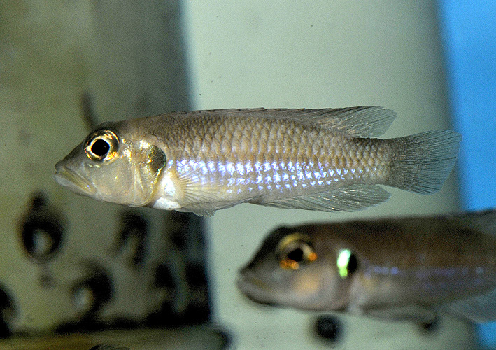 Neolamprologus stappersi