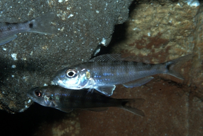 Xenotilapia tenuidentata Cichlidae