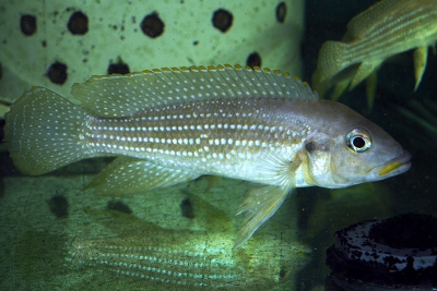 Neolamprologus tetracanthus Cichlidae