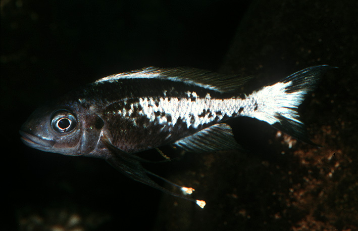 Ophthalmotilapia ventralis