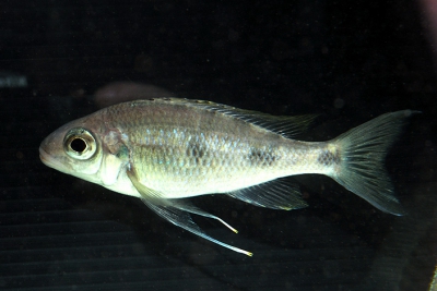 Ophthalmotilapia ventralis Cichlidae