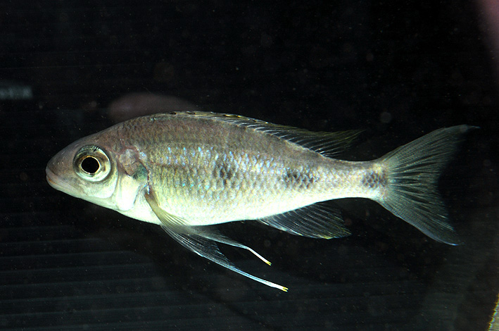 Ophthalmotilapia ventralis