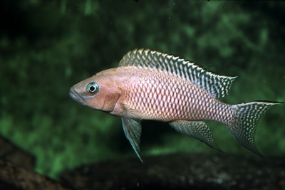 Neolamprologus walteri Cichlidae