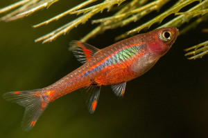 Boraras brigittae