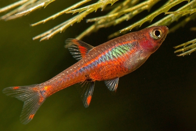 Boraras brigittae Danionidae