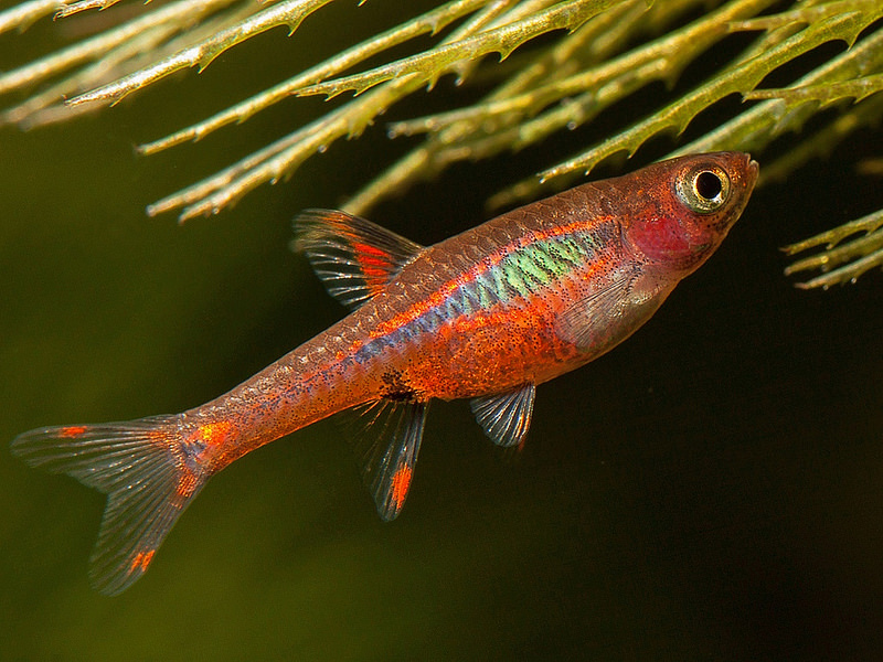 Boraras brigittae