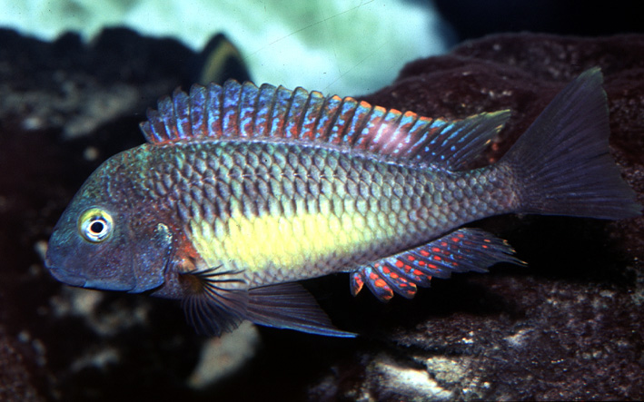 Tropheus moorii