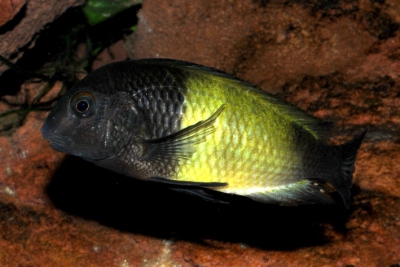 Tropheus sp. Black Ikola Cichlidae