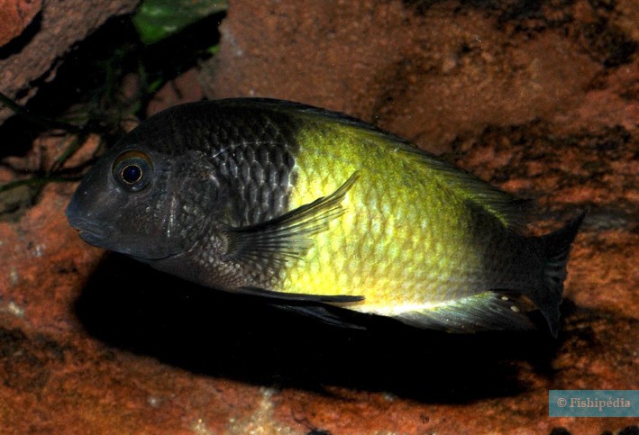 Tropheus sp. Black Ikola