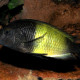 picture of Tropheus sp. Black Ikola